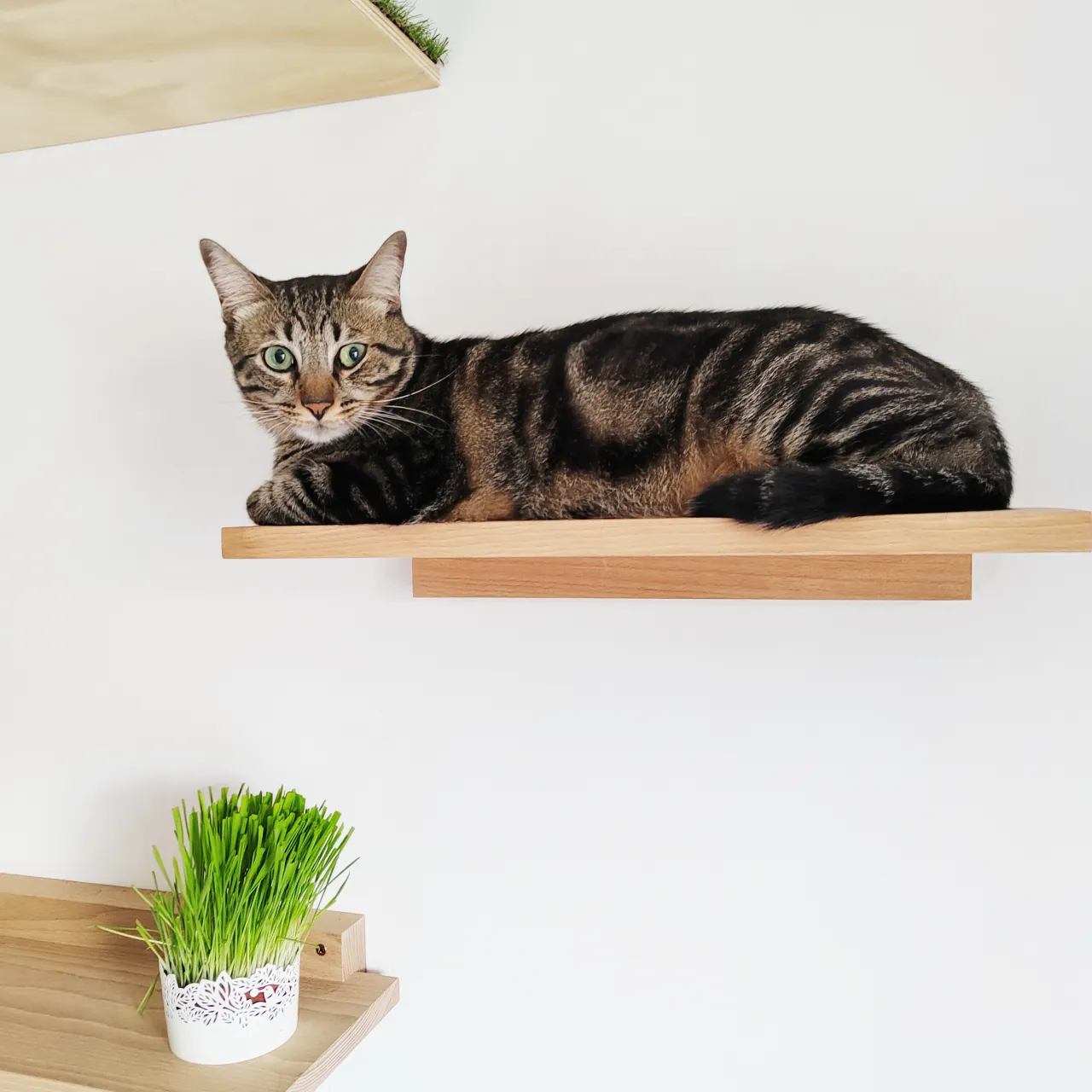 Repisa de pared para gatos con muebles haya